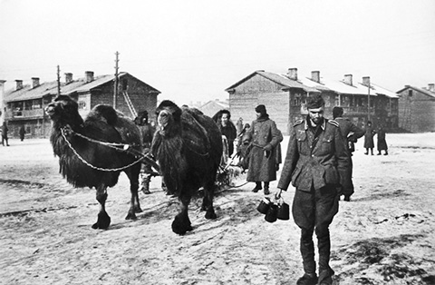 Немецкие военнопленные у верблюдов, запряженных в сани, Сталинград, 1943. Фото Георгия Липскерова